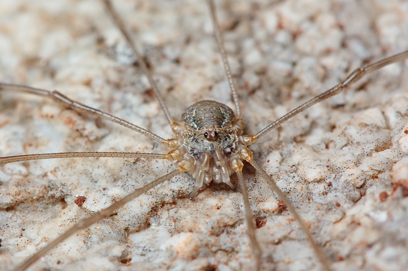 Phalangium targionii (?) from Malta